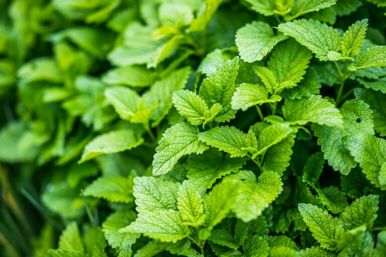 Chives mint lemon