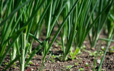 How to grow onions at home for crisp greens and firm bulbs