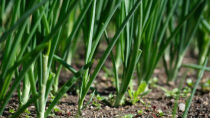 How to grow onions at home for crisp greens and firm bulbs