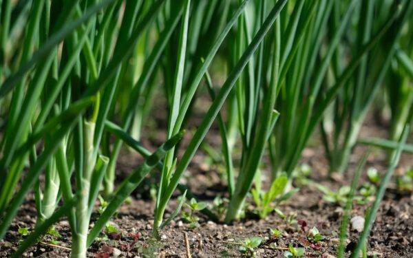 How to grow onions at home for crisp greens and firm bulbs