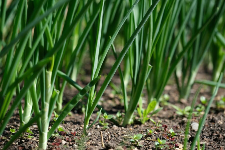 Onion plants garden