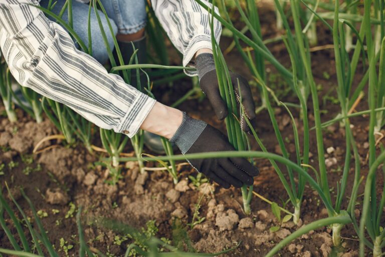 Onion plants garden