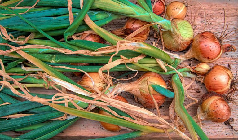 Curing onions drying