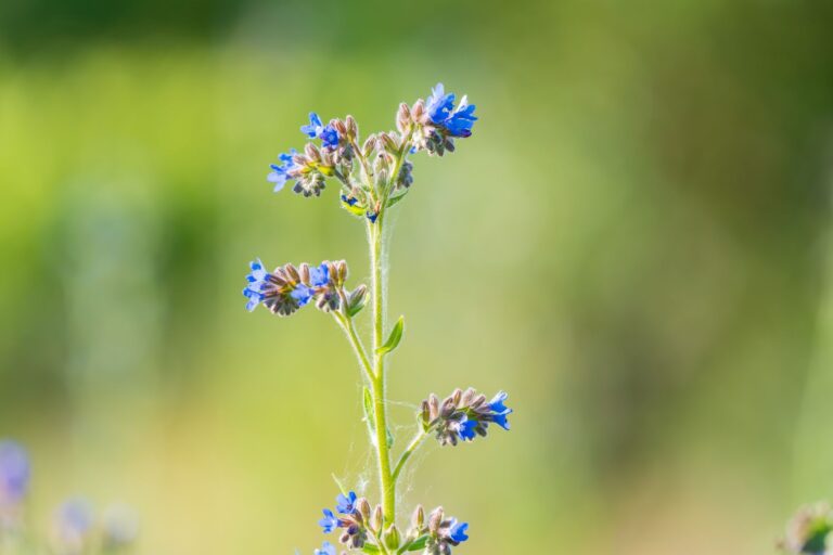 Wildflower seedlings close