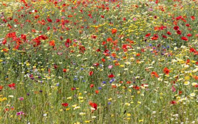 How to grow perennial wildflowers for a resilient, low‑maintenance yard