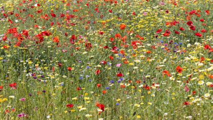 How to grow perennial wildflowers for a resilient, low‑maintenance yard