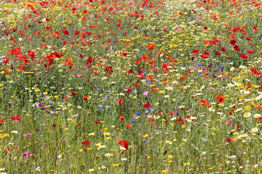 Perennial wildflower meadow