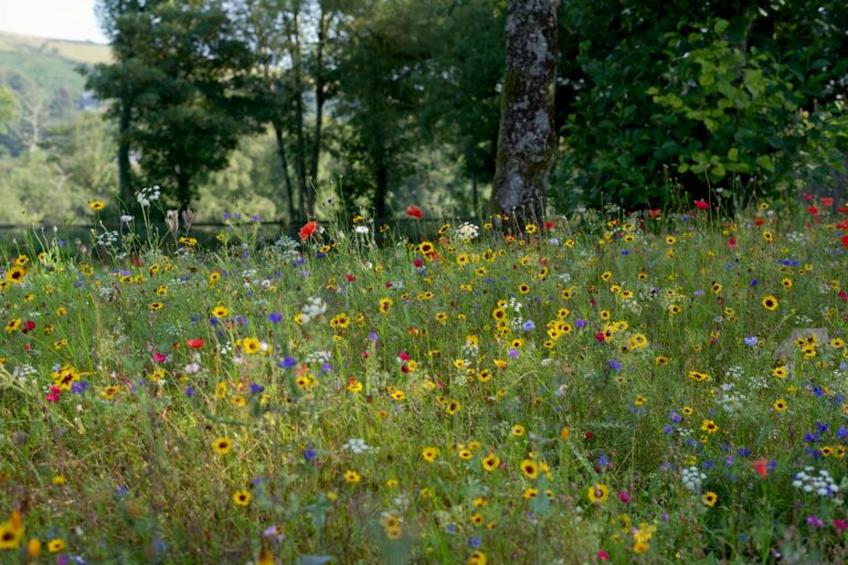 Perennial wildflower meadow
