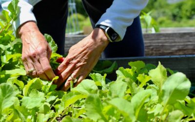 How to grow radishes at home for crisp roots from garden beds and containers