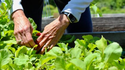 How to grow radishes at home for crisp roots from garden beds and containers