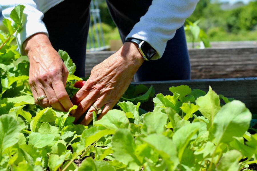 Radish plants garden