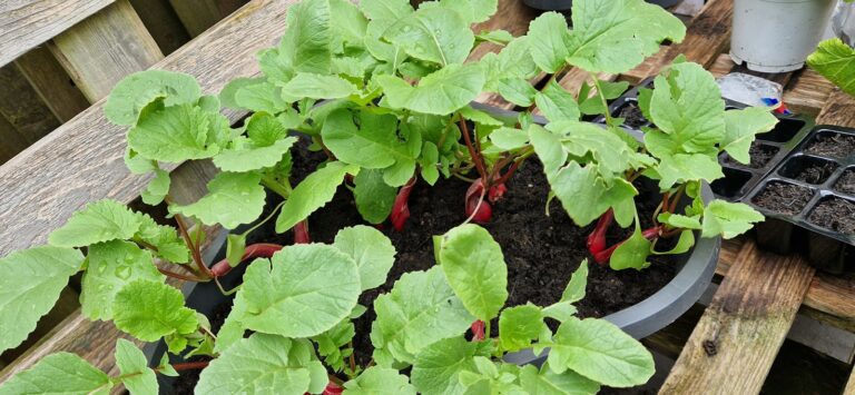 Radishes growing container