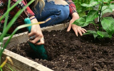 How to grow spinach at home for tender leaves from early spring to late autumn