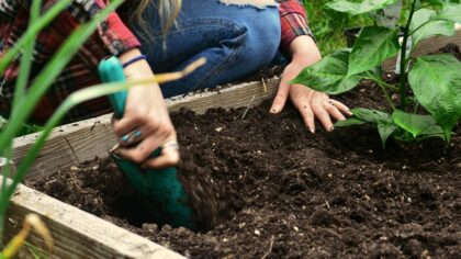 How to grow spinach at home for tender leaves from early spring to late autumn