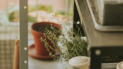 How to grow thyme: a practical guide from windowsill pots to garden beds