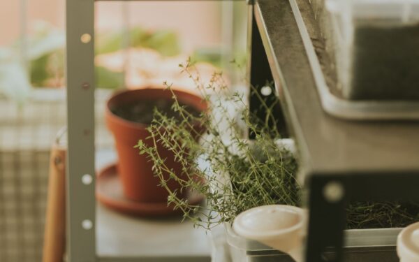 How to grow thyme: a practical guide from windowsill pots to garden beds
