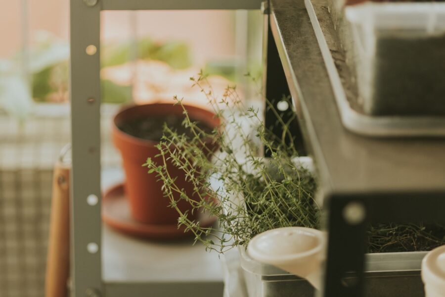 Thyme herb plant