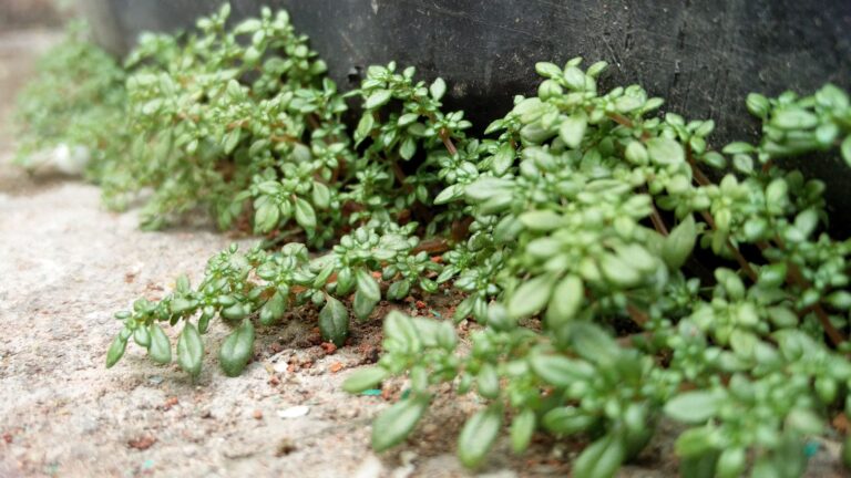 Thyme herb plant