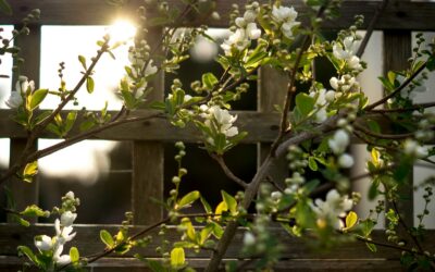 How to prevent wind stress in home gardens and help battered plants recover