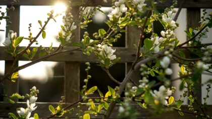 How to prevent wind stress in home gardens and help battered plants recover