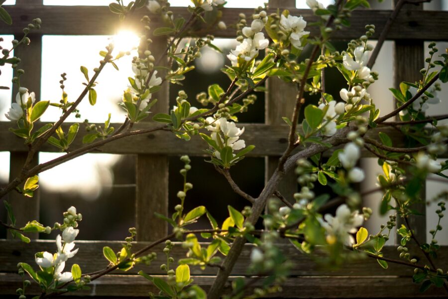 Windy garden shrubs