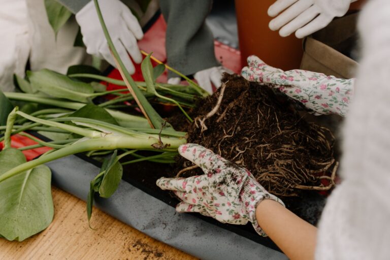 Plant roots rot