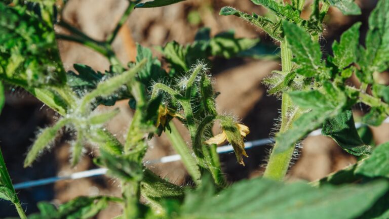 Tomato plant yellow