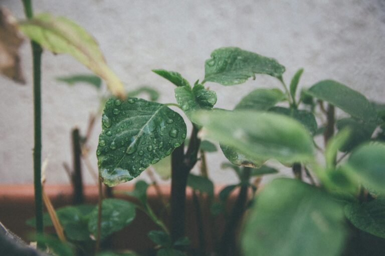 Balcony garden green