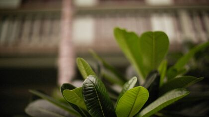 How to recognize and fix nutrient deficiencies in home and balcony gardens