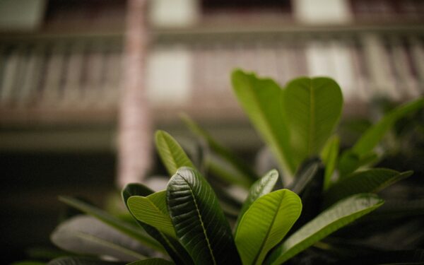 How to recognize and fix nutrient deficiencies in home and balcony gardens