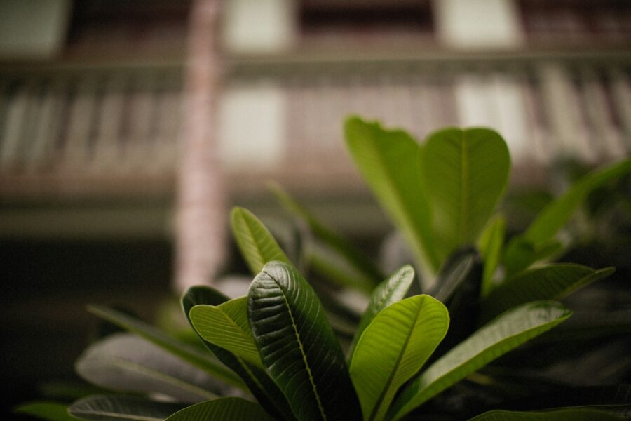 Balcony garden green