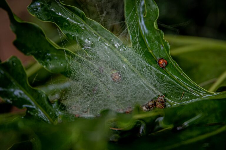 Leaf spider mite