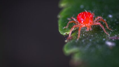 How to recognize and manage spider mites without harsh chemicals