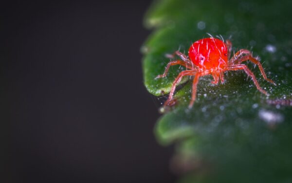 How to recognize and manage spider mites without harsh chemicals