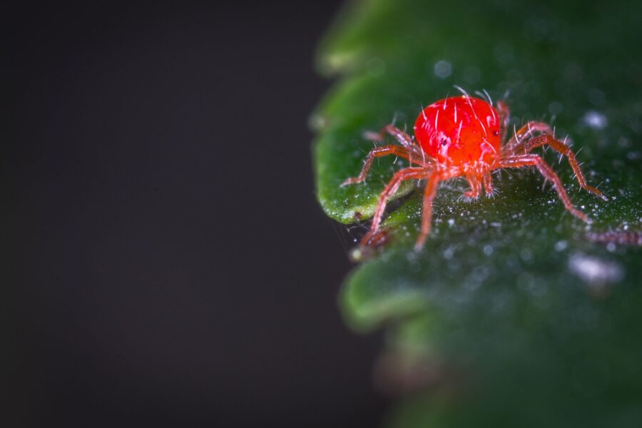 Leaf spider mite