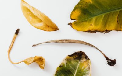 How to recognize and repair sunburned plants before they decline