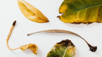 How to recognize and repair sunburned plants before they decline