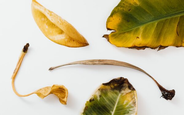 How to recognize and repair sunburned plants before they decline