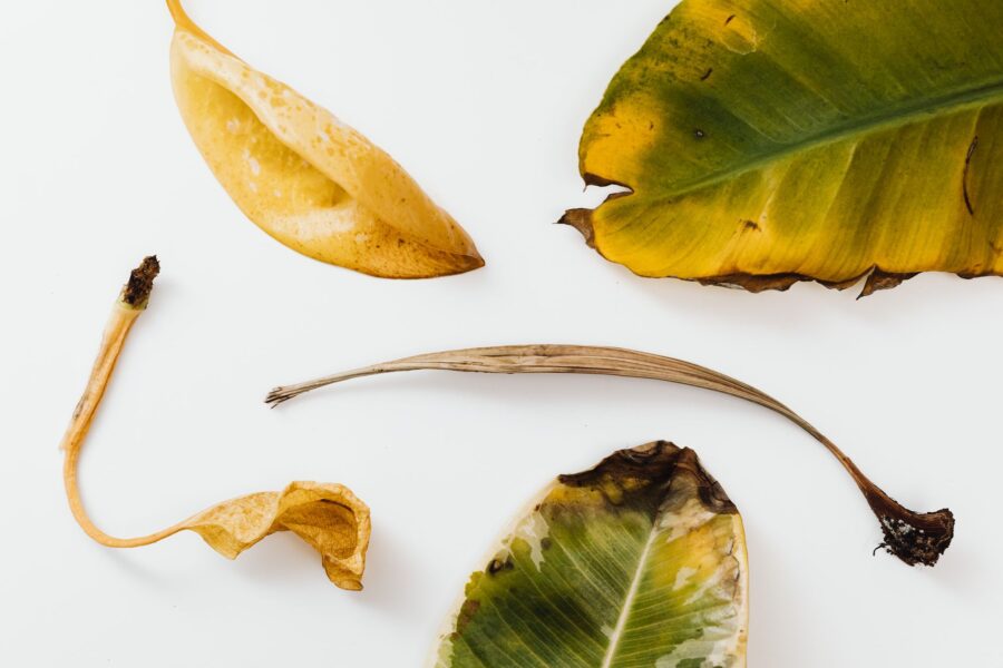 Sunburned garden leaves