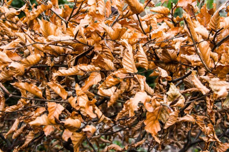 Sunburned garden leaves