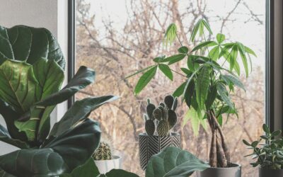 How to rejuvenate indoor plants with simple pruning and shaping
