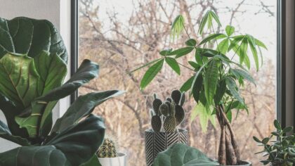 How to rejuvenate indoor plants with simple pruning and shaping