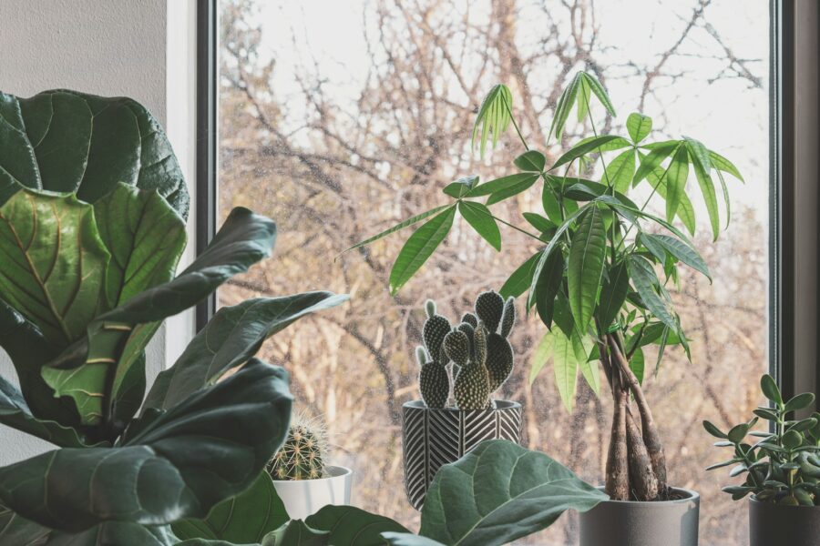 Indoor plant pruning