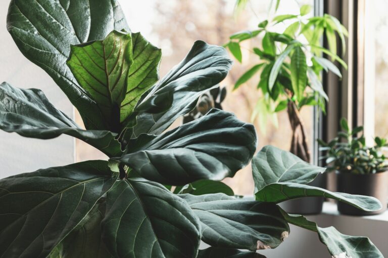 Indoor plant pruning