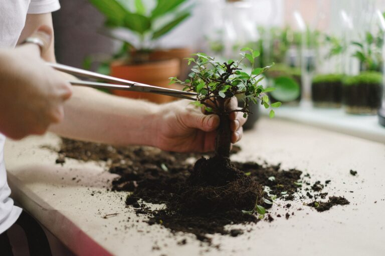 Small tree shaping