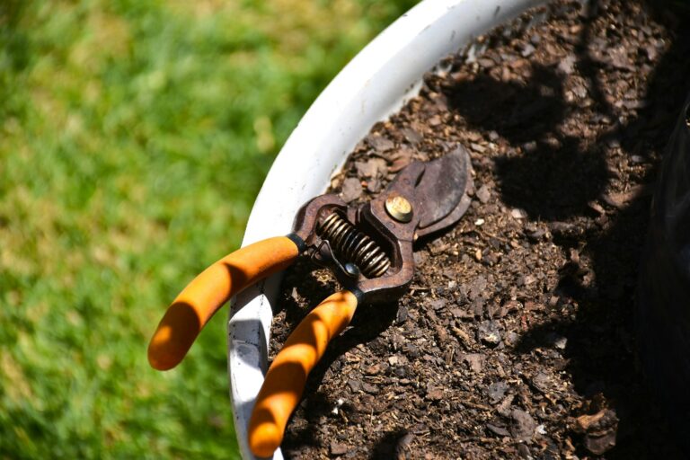 Young shrub pruning