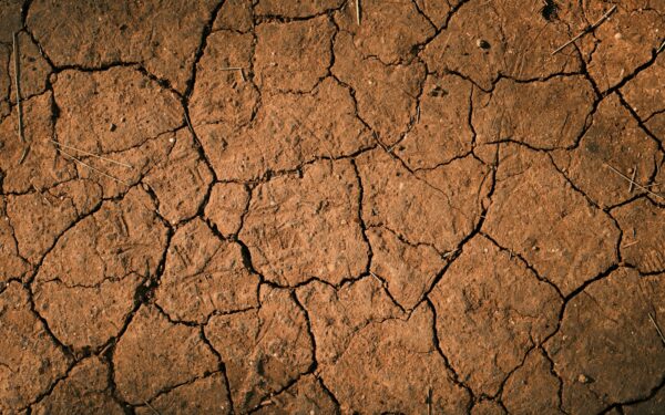 How to spot and fix drought stress before your yard dries out
