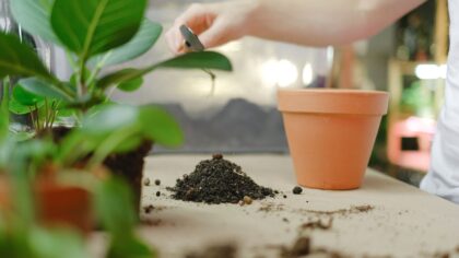 How to spot and prevent fertilizer burn in pots and beds