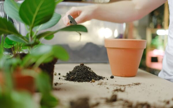 How to spot and prevent fertilizer burn in pots and beds