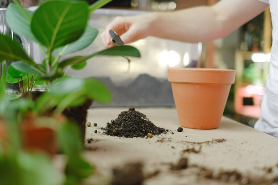 Potted plant fertilizer